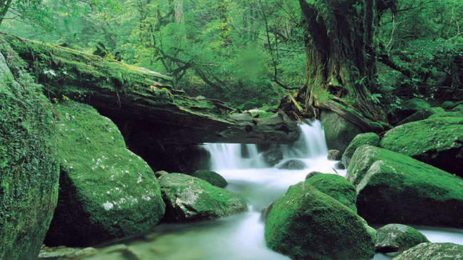 Hẻm núi Shiratani Unsuikyo (Kagoshima): Hẻm núi Shiratani Unsuikyo trên đảo Yakushima mang đến cho du khách một mạng lưới các lối mòn đi bộ đường dài dọc theo khe núi với cảnh quan rất đẹp.
