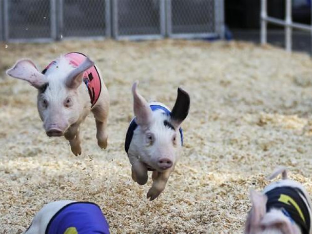 Du lịch - Thú vị với cuộc đua của những chú heo tại Mỹ