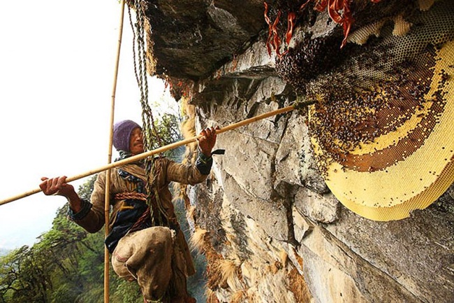 Chúng còn có tên là ong đá hay ong mật Hymalaya. Nơi chúng trú ngụ thường ở độ cao hơn 1.500m.