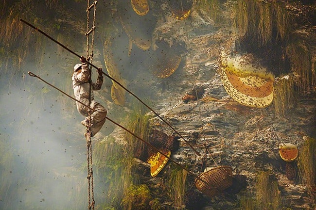 Bộ lạc Gurung của Nepal là những thợ săn mật ong bậc thầy, mạo hiểm mạng sống của họ để lấy mật ong. 