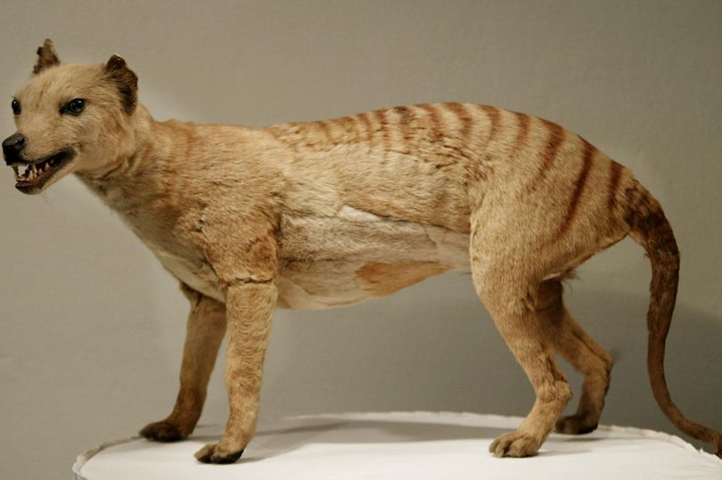 Hổ Tasmania có hình dạng giống chó sói.