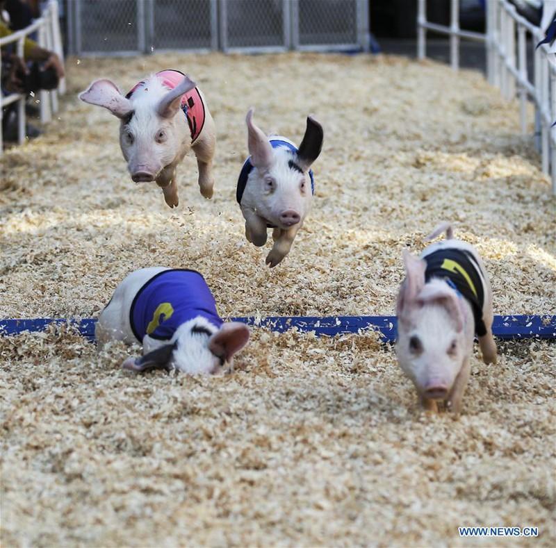 Một pha vượt rào lỗi và cú ngã "sấp mặt" của một tay đua.