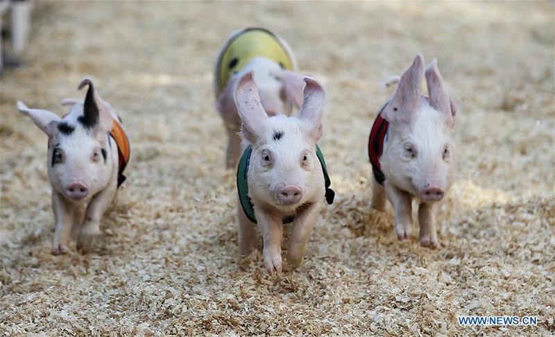 Thú vị với cuộc đua của những chú heo tại Mỹ - 4