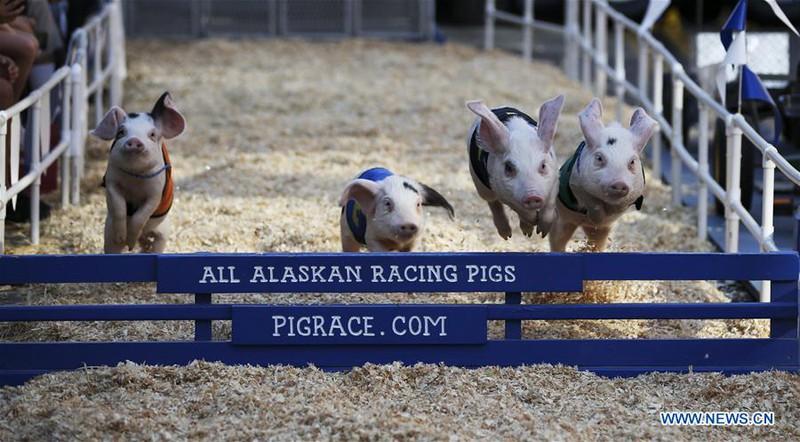 Trong các cuộc đua, dĩ nhiên khán giả cũng sẽ đặt cược vào những chú heo mà họ yêu thích với chút tiền... tượng trưng.