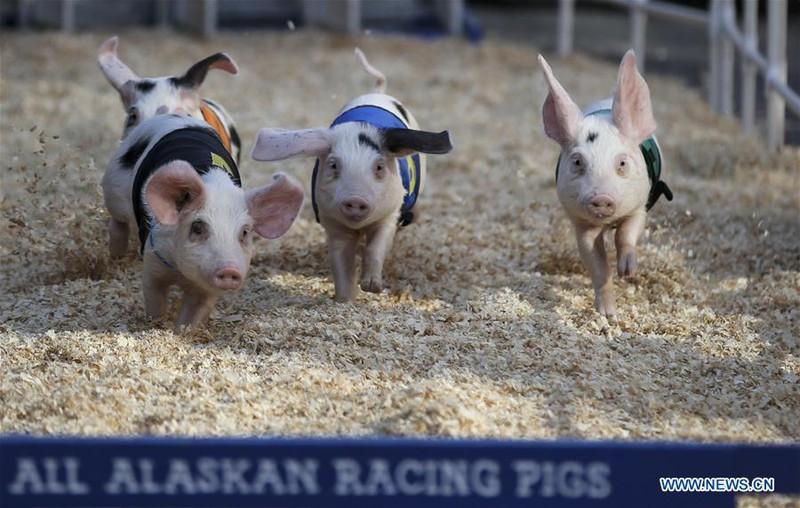 Các chú heo được đánh số và phần thưởng cho những con về đích cũng... rất có giá trị cho chủ nhân của chúng.