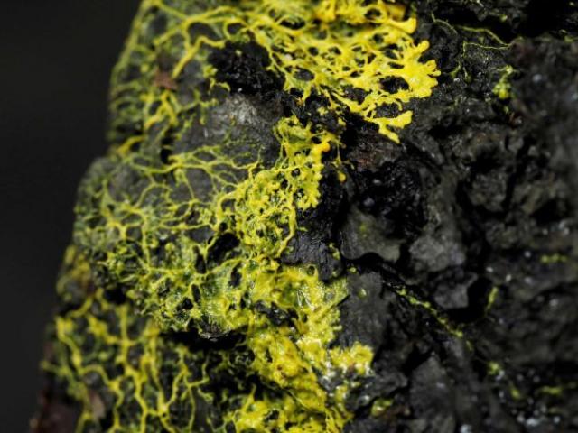 Thế giới - Sinh vật quái lạ cấu tạo như thực vật nhưng có ý thức như động vật, với 720 giới tính