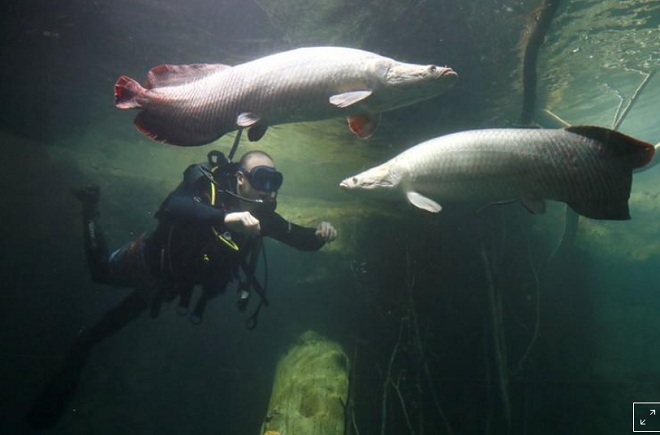 Cá Arapaima có lớp vảy cứng chắc như áo giáp chống đạn.