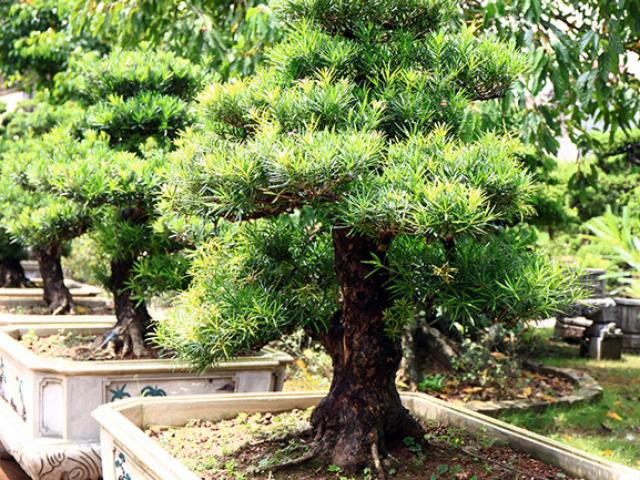 Thị trường - Tiêu dùng - Đột nhập vườn tùng cổ hàng trăm tỷ của đại gia Hưng Yên