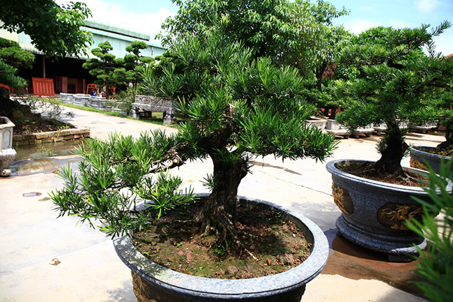 “Đối với tùng bonsai, cắt tỉa và ươm được 1 cành theo đúng thế của nó phải mất vài năm, thậm chí đến cả chục năm trời” – người quản gia này cho hay.
