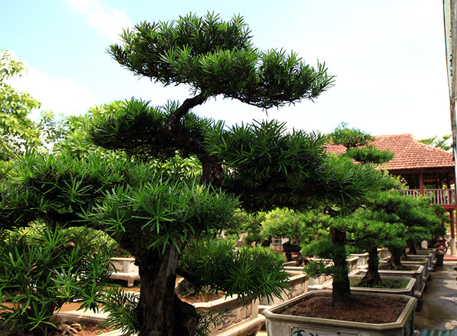 Lưỡng long hứng nguyệt, một tác phẩm tùng bonsai được đánh giá là kiệt tác trong vườn tùng của vị đại gia này.