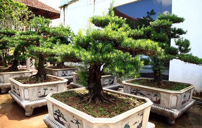 Những gốc tùng bonsai trong vườn nhà vị đại gia này