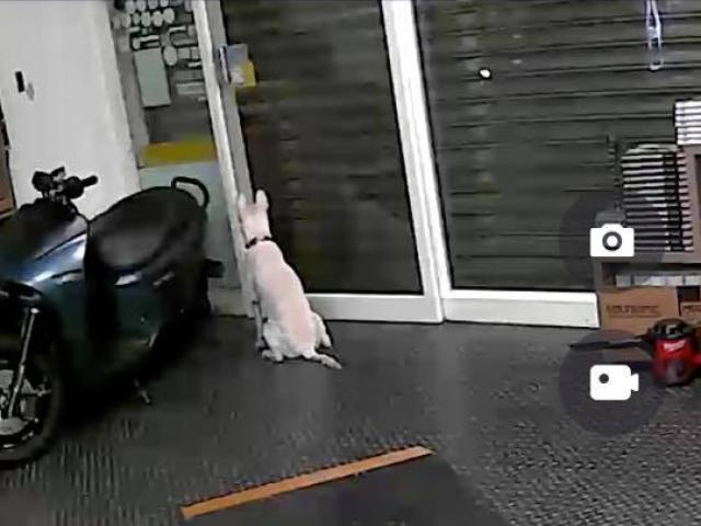 Thế giới - Lắp camera theo dõi chó ở nhà, điều nhìn thấy khiến người chủ "rụng tim"