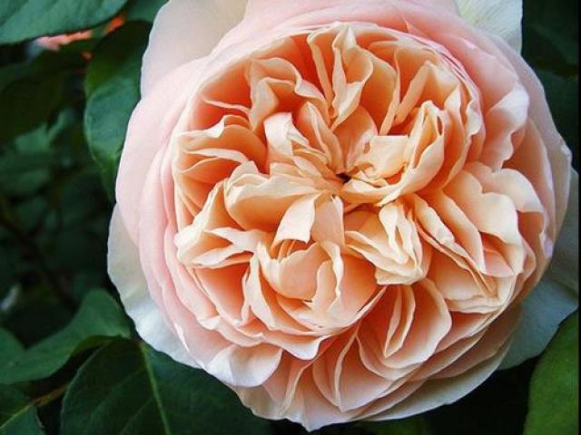 Thị trường - Tiêu dùng - Hoa hồng mang tên nàng Juliet – thứ hoa triệu đô khiến chị em mê mệt