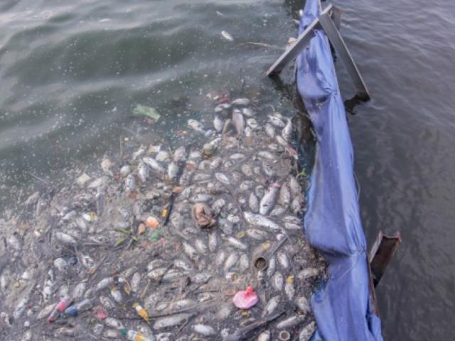 Tin tức trong ngày - Nóng 24h qua: Cá chết dạt vào khu vực thí điểm nuôi cá Koi trên sông Tô Lịch, Hồ Tây