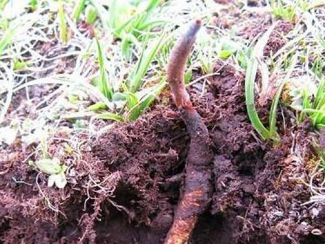 Sức khỏe đời sống - 60 triệu một lạng đông trùng hạ thảo: "Siêu thần dược" có tác dụng gì?