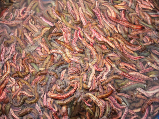 Ẩm thực - Món ăn từ con vật ngoe nguẩy khiến nhiều người khiếp sợ nhưng hương vị lại ngon khó cưỡng