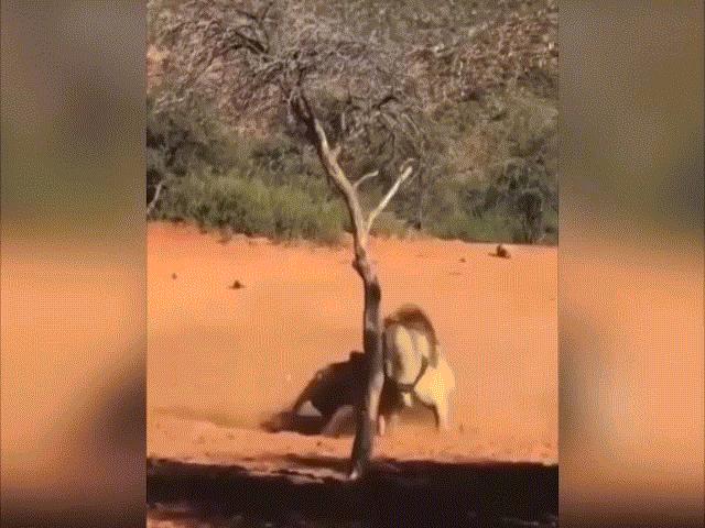 Video: Sư tử kịch chiến tranh giành con cái đứng cách vài mét