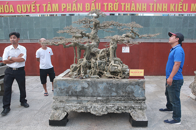 Tác phẩm sanh cổ “Ngai vàng đất Việt” thu hút khá đông du khách đến chiêm ngưỡng tại triển lãm Festival cây cảnh tỉnh Thanh Hóa.