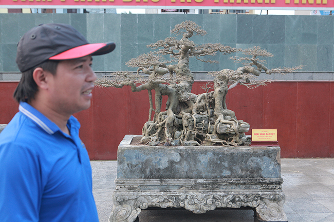 Anh Lê Đức Nam (Hưng Yên), chủ nhân của tác phẩm cho biết, đây là lần đầu tiên mang “báu vật” trong vườn đi triển lãm với mong muốn người dân, giới chơi cây ngắm chứ không có ý định bán.