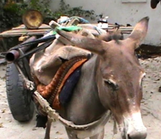 Khủng bố IS từng gắn bom lên người những con lừa.