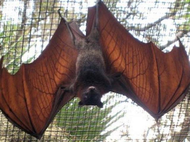 Thị trường - Tiêu dùng - Dơi ngựa – dị vật tiến vua thời xưa nay thành món khoái khẩu của đại gia Việt