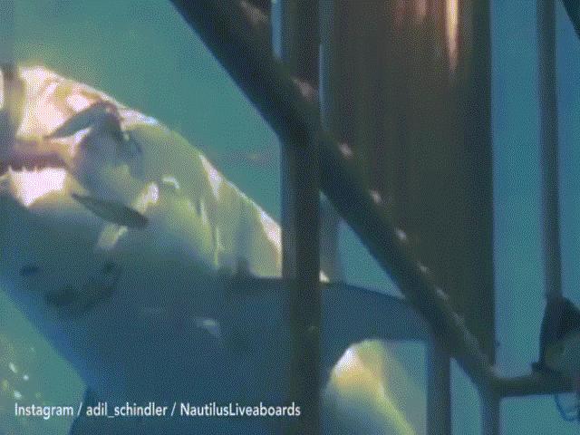 Video: Vết thương kinh hoàng của cá mập trắng do quái vật khổng lồ tấn công
