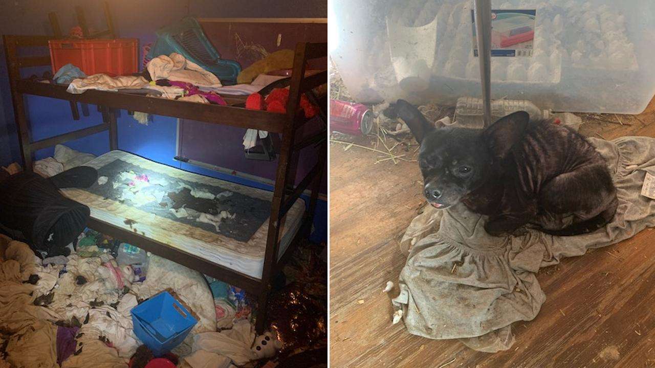 Hàng trăm con vật cùng 3 đứa trẻ bị phát hiện chung sống trong một căn nhà với điều kiện hết sức tồi tệ (Ảnh: CBS Interactive)