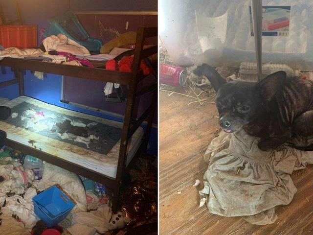 Mỹ: Đột nhập ngôi nhà, phát hiện 3 đứa trẻ và 245 vật nuôi trong điều kiện ”thảm” chưa từng thấy