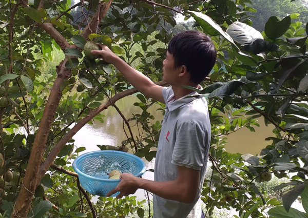 Anh Huân đi hái ổi chín để cho ốc ăn.