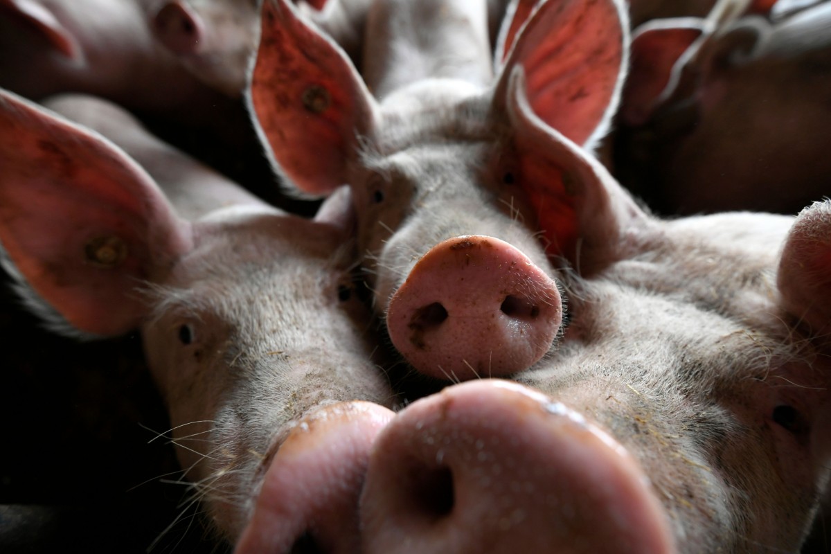 Cuộc khủng hoảng thịt lợn ở Trung Quốc chưa thể sớm chấm dứt.
