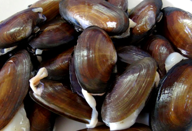 Phi thường chỉ dài khoảng 10 cm. Khi ăn, mùi vị chẳng khác gì con trai biển.