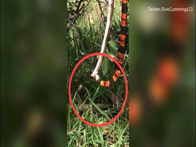 Phi thường - kỳ quặc - Video: Đang ăn thịt đồng loại, rắn độc giãy giụa vì bị ong vò vẽ phá đám