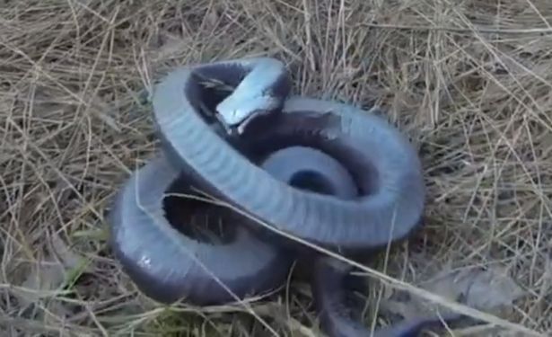 Con rắn cuộn tròn, nằm ngửa bụng giả chết.