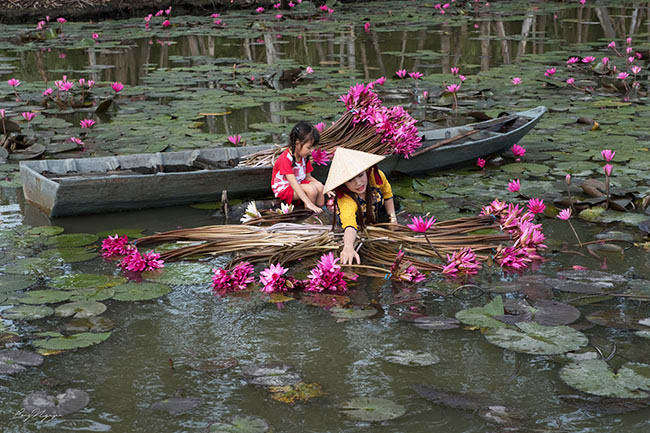 Ghé An Giang mùa nước nổi, mê mẩn ngắm cánh đồng hoa súng đẹp như mơ - 2