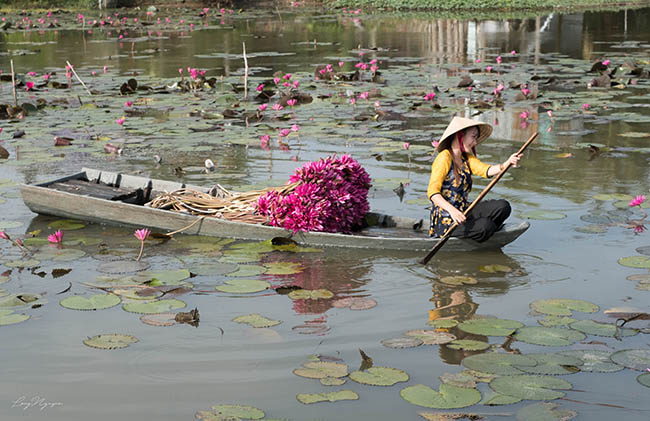 Ghé An Giang mùa nước nổi, mê mẩn ngắm cánh đồng hoa súng đẹp như mơ - 14