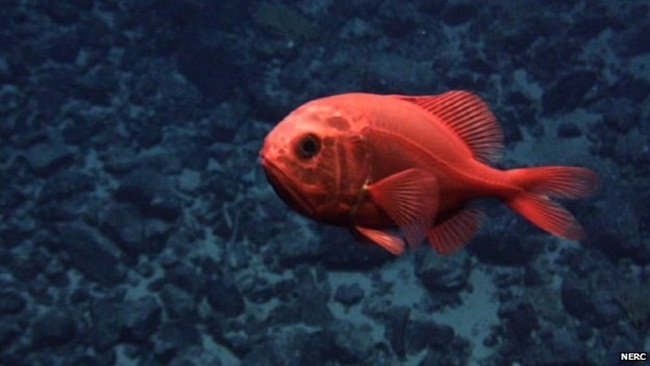 Cá Orange Roughy có hình thức bên ngoài khá giống cá hồng. Tuy nhiên, nó là loài cá được xác định có thể sống rất lâu. 