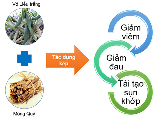 Salicin trong chiết xuất vỏ Liễu và Harpagoside trong chiết xuất cây Móng Quỷ có tác động chống viêm, giảm đau cực mạnh, an toàn từ thảo dược