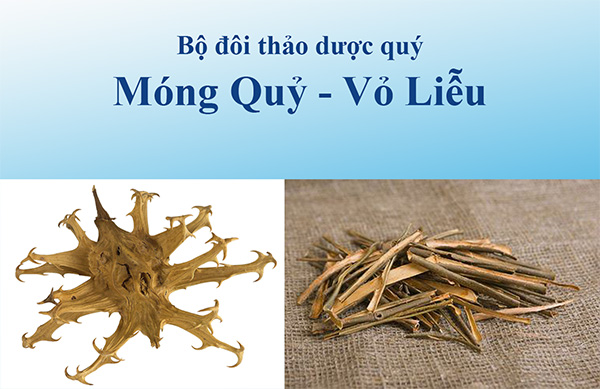 Bộ đôi thảo dược quý Vỏ Liễu, Móng Quỷ trong hỗ trợ điều trị viêm khớp dạng thấp