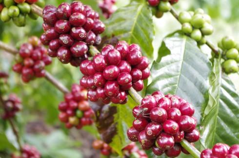 Giá cà phê giảm mạnh, người trồng không muốn bán, DN xuất khẩu gặp khó - 1
