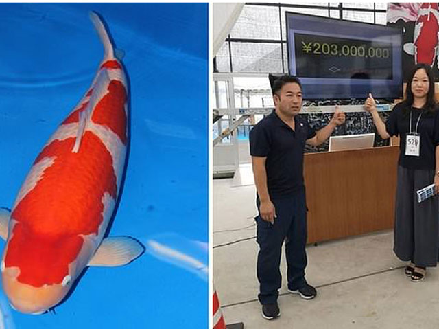Cá chép Koi được bán với giá “siêu to khổng lồ” 203 triệu yên (1,8 triệu đô la). Ảnh Odditycentral