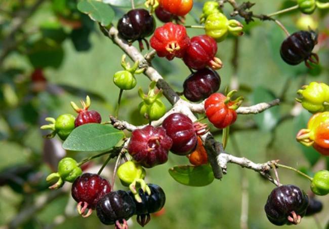 Quả cherry Surinam có nguồn gốc từ Nam Mỹ, có thể tìm thấy từ Guyana đến miền Nam Brazil và miền Bắc Uruguay.