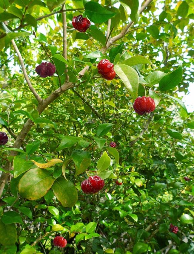 Điều đáng nói là cây cherry Surinam sinh trưởng chậm. Một số cây ra quả sau khi trồng được 2 năm, nhưng cũng có những cây 5, 6 năm hoặc 10 năm mới cho quả nếu như điều kiện không thuận lợi.