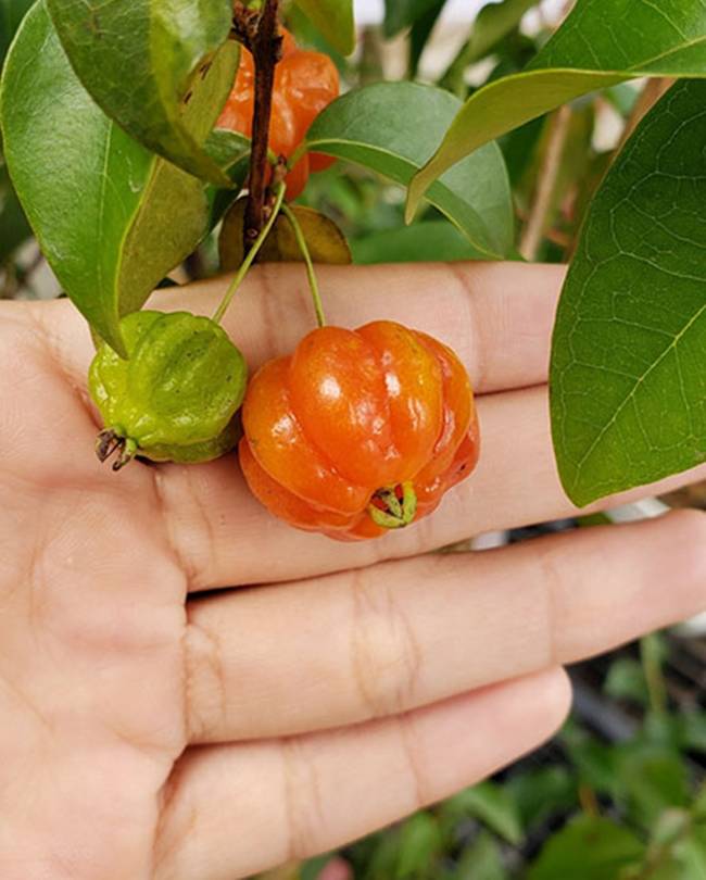 Cây có thể sống ở nhiều địa hình, thậm chí ở những nơi cao gần 2.000m, cây cherry Surinam vẫn có thể sinh trưởng. 