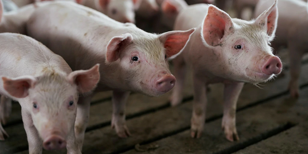 Mỹ tích trữ thịt lợn cao nhất trong nửa thập kỷ, chờ thời cơ xuất sang Trung Quốc - 1