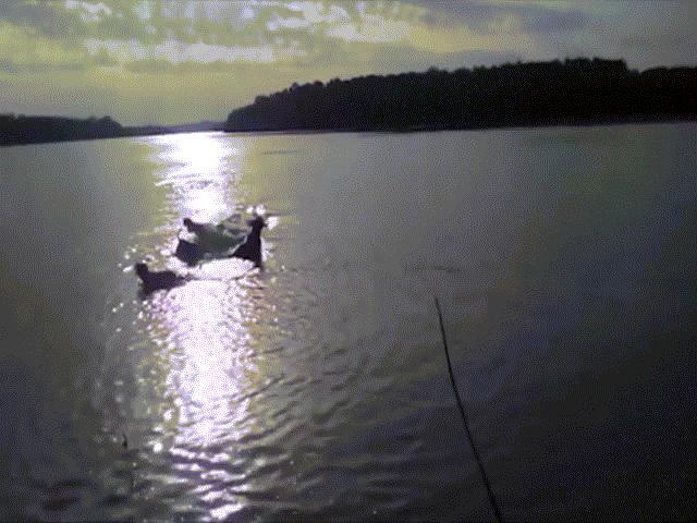 Phi thường - kỳ quặc - Video: Dắt thú cưng ra bờ sông, không ngờ bị cá sấu quái vật nuốt chửng trước mắt