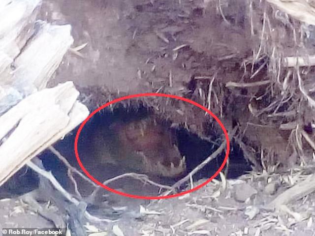 Thế giới - Úc: Nô đùa trên bờ sông, rợn người phát hiện "tử thần" nấp ở hố đất ngay cạnh