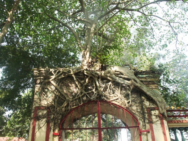 Tin tức trong ngày - Kiệt tác thiên nhiên "độc nhất vô nhị" ở ngôi đình cổ trên đất Thủ