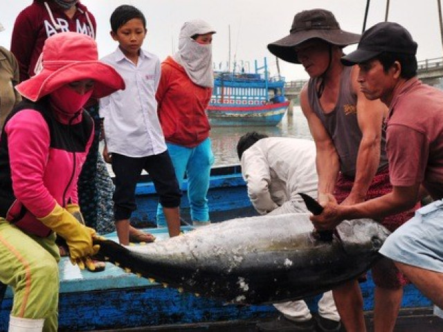 Thị trường - Tiêu dùng - Nỗ lực gỡ thẻ vàng thủy sản: Nói không với đánh bắt trái phép