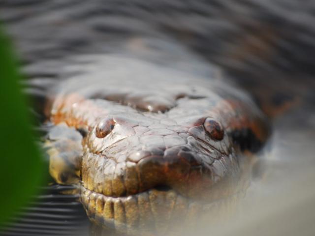 Những loài ”thủy quái” hung tợn, khát máu bậc nhất trên sông Amazon