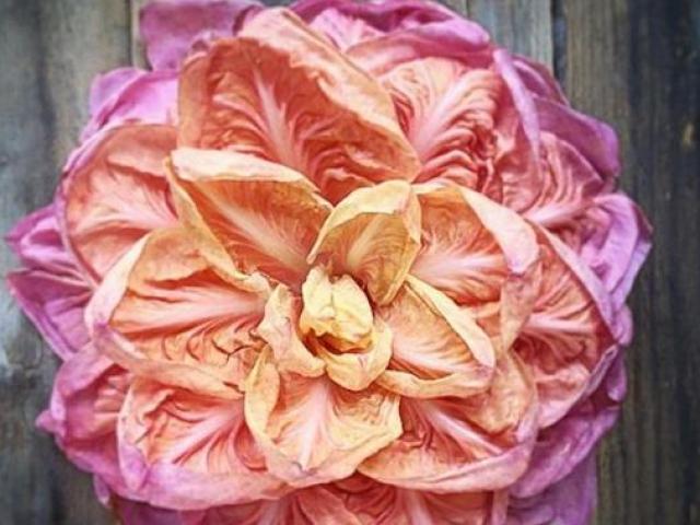 Thị trường - Tiêu dùng - Rau diếp hồng khác gì rau diếp xanh mà giá cao gấp 20 lần?